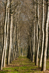 reforestation of poplar trees at autumn sunset