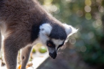 Monkey Land south Africa 