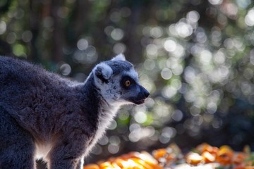 Monkey Land south Africa 
