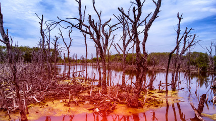 Scenery of mangrove forests that die and rot.