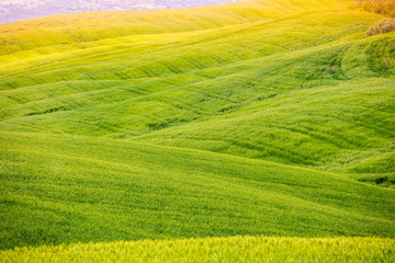 Beautiful landscape, spring nature. Grass texture. Nature landscape. View from above of sunny fields on rolling hills in Tuscany, Italy