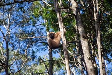 Gibbon in South Africa 
