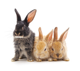 Three small rabbits.