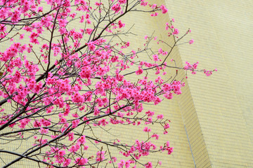 Facade of modern office building with spring blossoming cherry tree in courtyard