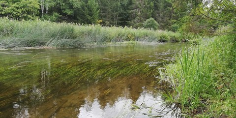 river in the forest