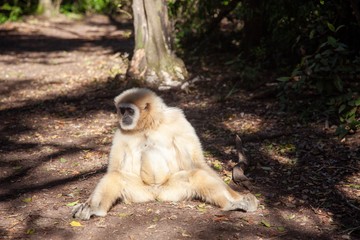 Gibbon in South Africa 