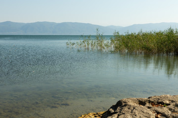 reeds growing in the waters of Lake Iznik,Turkey
