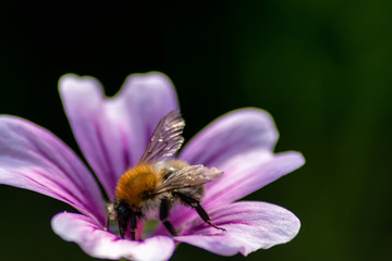Prächtige violette Blüten bieten Bienen und Hummeln Blütenpollen, Nektar und Blütenstaub im...