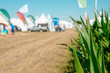 Corn leaves at agricultural fair