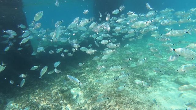 Sea bream fish school underwater in Adriatic Sea, Croatia.  Diplodus annularis in Mediterranean. Fishes swimming underwater in aquamarine water. Seabreams shoal, sea life. Travel, vacation concept