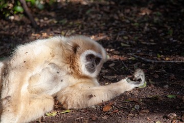 Gibbon in South Africa 