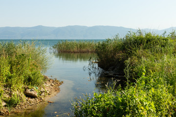 reeds growing in the waters of Lake Iznik,Turkey