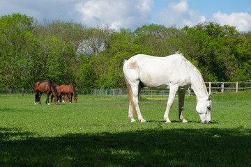 Obraz na płótnie Canvas White and brown horses eating fresh spring grass