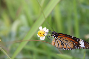 Butterfly with flowers with a blurred background.