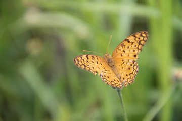 Butterfly with flowers with a blurred background.