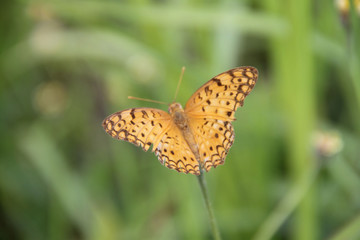 Obraz premium Butterfly with flowers with a blurred background.