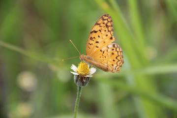 Butterfly with flowers with a blurred background.