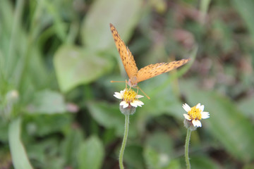 Butterfly with flowers with a blurred background.