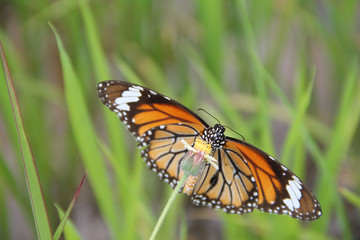 Butterfly with flowers with a blurred background.