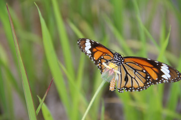 Butterfly with flowers with a blurred background.