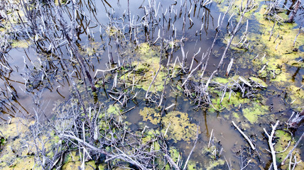 Scenery of mangrove forests that die and rot.