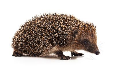 One hedgehog isolated.