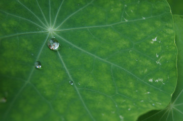 画像いっぱいの緑の葉に水滴