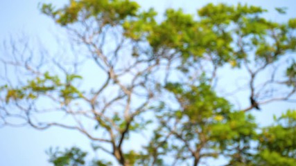 Motion defocus of green leave / green bokeh from sunlight shining through the leaves of the trees with crow raven / black bird in the park. Blur motion background.