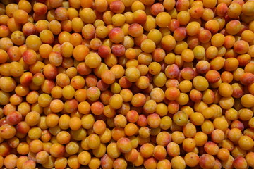 Récolte de mirabelles, la spécialité de la lorraine: des fruits dans un panier