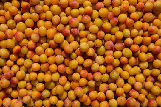 R&eacute;colte de mirabelles, la sp&eacute;cialit&eacute; de la lorraine: des fruits dans un panier
