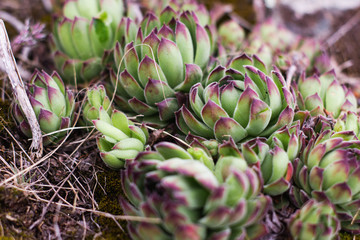 Rustic macro shot of cactus - tropical plant with shallow depth of field.Natural background with succulent.