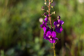 Close-up macro shot of colorful flowers