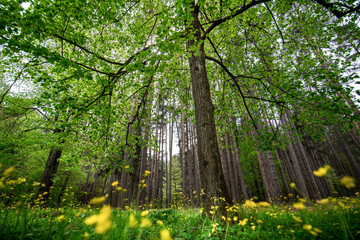 Fototapeta na wymiar Beautiful big green crown of tall trees in the forest with sunlight and yellow flowers. Bottom view in spring day. green leaves nature mountain landscape in Bulgaria