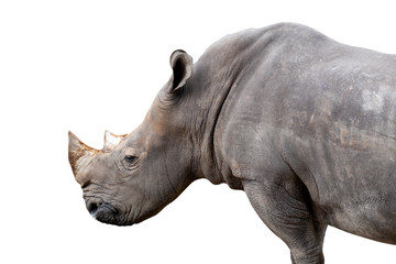 white rhino isolated on white background - clipping paths.