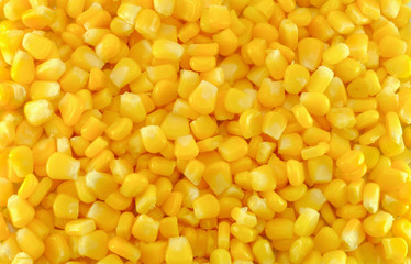close up corn background