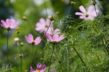 コスモス
