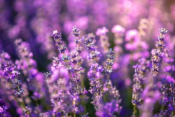 Intense purple lavender field оverwhelmed with blooming bushes grown for cosmetic purposes. Sunset time with sky filled with cumulus clouds and rays sunlight.  near Burgas, Bulgaria. 