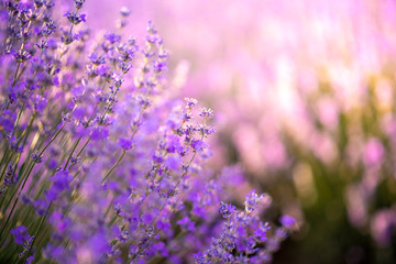 Naklejka premium Intense purple lavender field оverwhelmed with blooming bushes grown for cosmetic purposes. Sunset time with sky filled with cumulus clouds and rays sunlight. near Burgas, Bulgaria. 