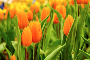 yellow and orange tulips flower with leaves