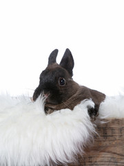 Cute little Polish rabbit. Adorable bunny with a white background. Copy space, isolated on white.