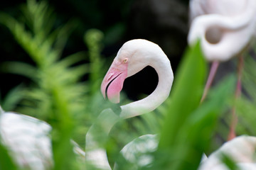 close-up of a head flamingo.