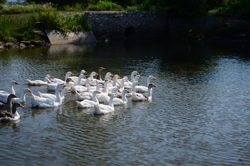 A domestic gooses on the lake at sunny day