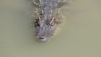Close up crocodile swimming in the water at the zoo