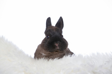 Cute little Polish rabbit. Adorable bunny with a white background. Copy space, isolated on white.
