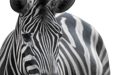 Zebra close up portrait isolated on a white background - clipping paths.