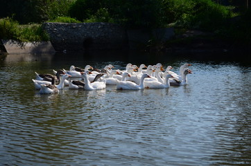 A domestic gooses on the lake at sunny day