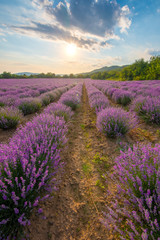 Intense purple lavender field оverwhelmed with blooming bushes grown for cosmetic purposes. Sunset time with sky filled with cumulus clouds and rays sunlight.  near Burgas, Bulgaria. 