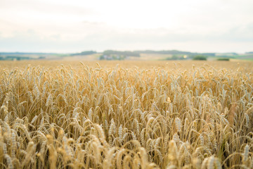 Naklejka premium View over cornfield with sunny horizon