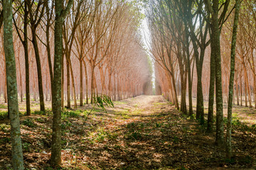 rubber tree plantation in depth raw