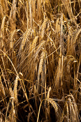 Wheat crop ripe for harvest in field in rural Hampshire with shallow depth of field